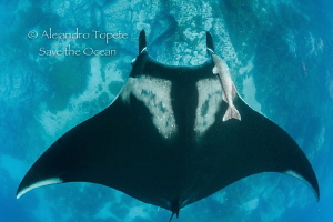 Mantaray in O´neil, Socorro México by Alejandro Topete 